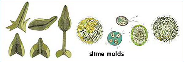 Slime molds