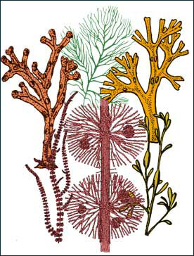 Algae (seaweed), undersea vegetation