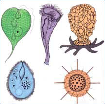 Ameba and protozoan cousins