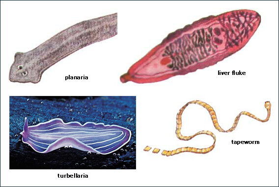 Flatworms (Platyhelminthes)