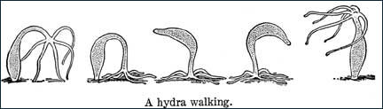 A hydra walking
