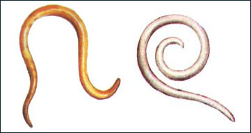 Roundworms (Nematoda)