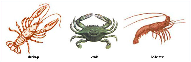 Shrimp, crab, and lobster
