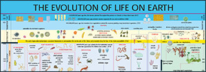 Evolution of Life on Earth illustrated