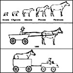 Evolution of the Horse (Saskia Raevouri)